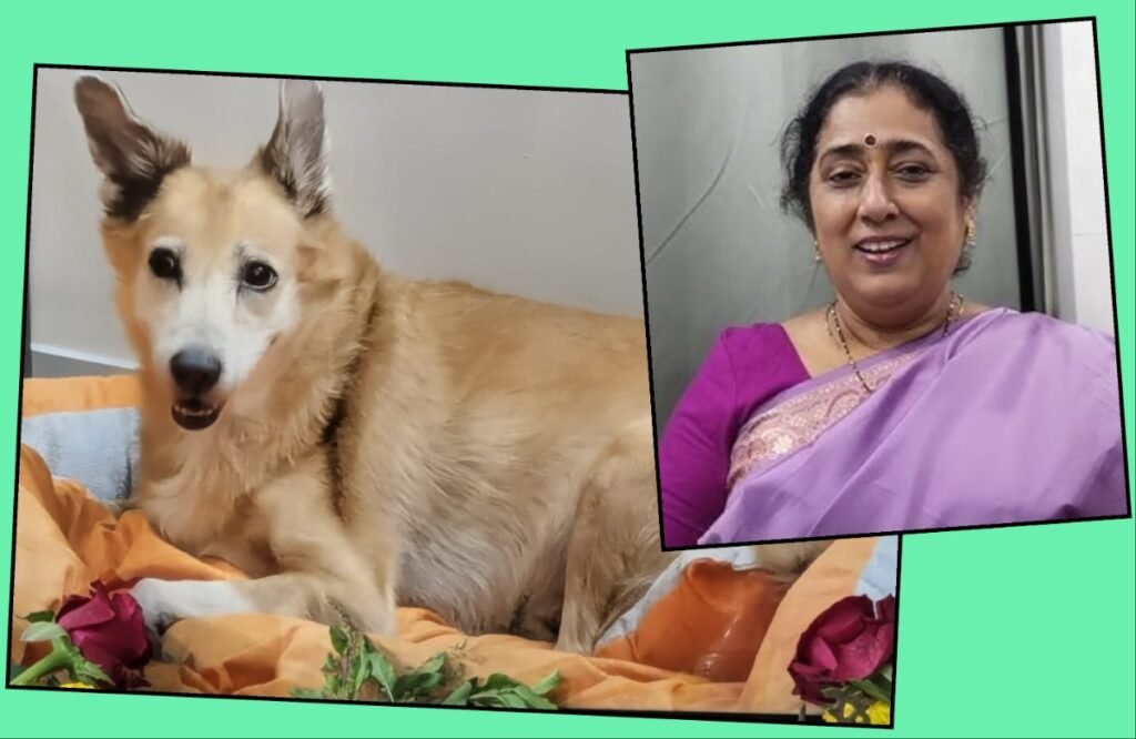 अवांतर, मराठीआर्टिकल, मराठीलेख, मराठी कथा, मराठी साहित्य, मी मराठी, अभिजात मराठी, ब्रँडी डॉगी, ब्रँडी कुत्री, ब्रँडीशी नाते, ब्रँडीच्या आठवणी, ब्रँडीचे स्नेहबंध, प्रेमळ ब्रँडी, ब्रँडी आणि हर्षा गुप्ते, हर्षा गुप्तेची ब्रँडी